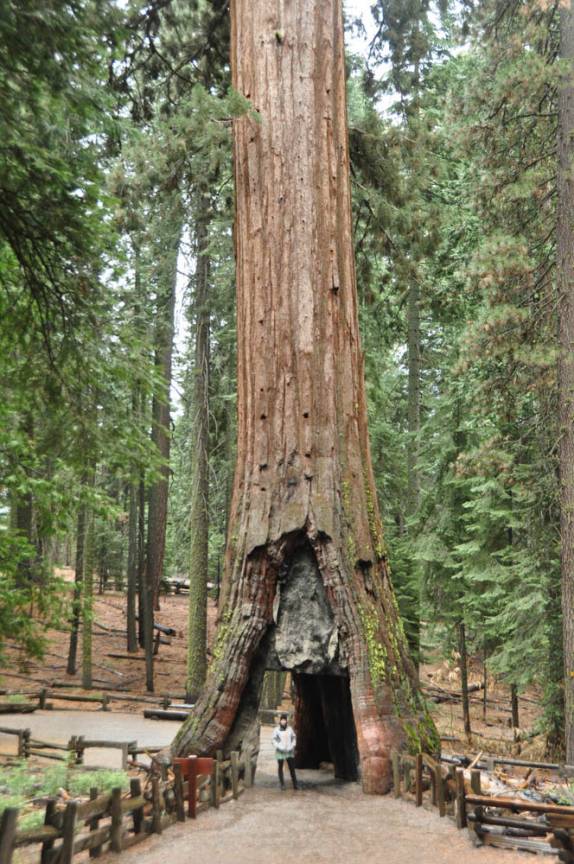 A gigantesca sequoia continua firme e forte, mesmo depois do buraco que fizeram em seu tronco! (na Mariposa Grove, no Yosemite National Park, na Califórnia, nos Estados Unidos)